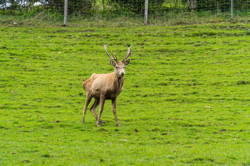 Deer on pasture