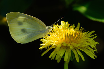 モンシロチョウ