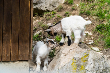Baby goats playing in the alps