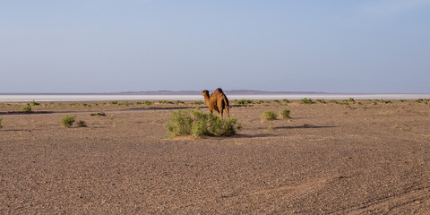 iran desert view camel in front of salt lake
