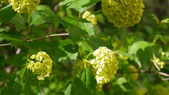 Flowering snowball tree in the wind. Video the static camera. Viburnum opulus