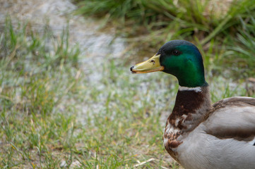 Obraz premium Close-up of drake