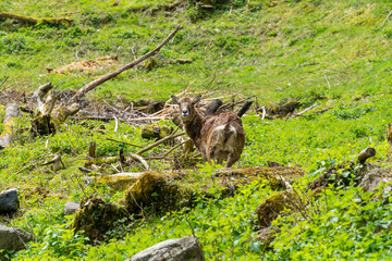 Fototapeta na wymiar Family of goats in the alps