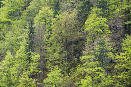 Mountain forest with different shades of green