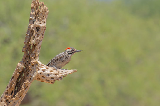 Ladder Backed WoodPecker