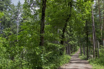 Fototapeta premium Austrian forests