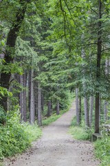 Fototapeta premium Austrian forests