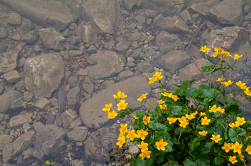 Pretty yellow flowers growing on the lake's edge