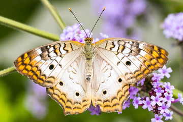 Obraz premium White Peacock butterfly, close-up, macro shot, 150mm, yellow, white, flower