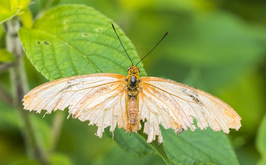 Julia butterfly close-up macro shot at 150mm