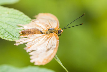 Julia butterfly close-up macro shot at 150mm