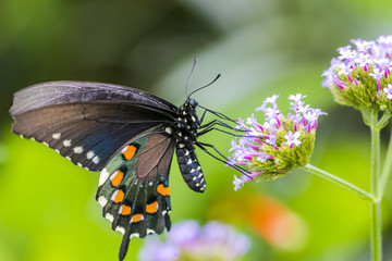 North American Swallowtail butterfly close up macro shot at 150mm