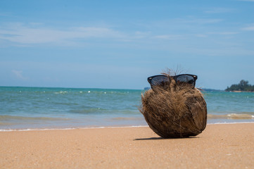Cool coconut enjoying the beach life