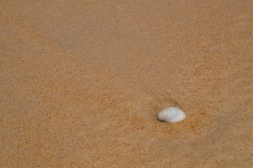 Fototapeta na wymiar A common cockle on the sand with space for text