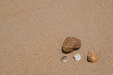 Fototapeta na wymiar Three shells and a stone on the beach