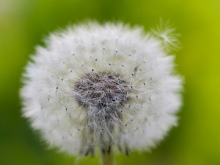 White fluffy dandelion against a green meadow.