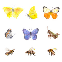 Raster vivid watercolor set of some insects. Animal, natural, biological and zoological themes, design element, illustration for different printed goods.