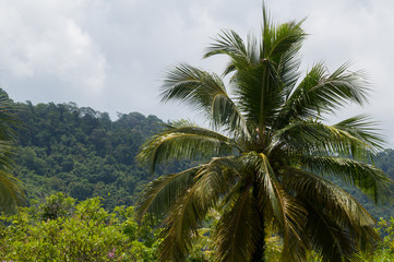 Fototapeta na wymiar Beautiful palm tree set among the backdrop of lush jungle