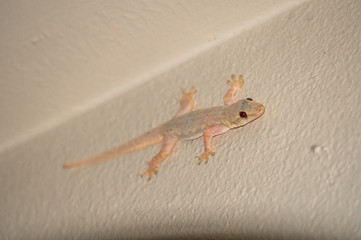 Gekko on a wall