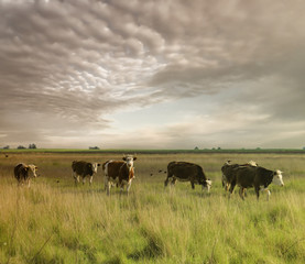 Cows grazing on pasture