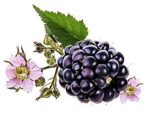 Blackberry and blackberry flower and foliage
