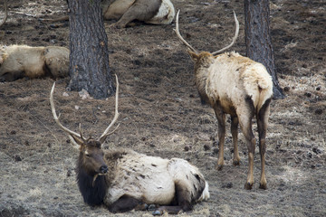 Papa Elk laying down