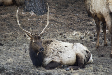 Papa Elk