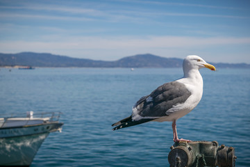 Seagull in Santa Barbara Pier
