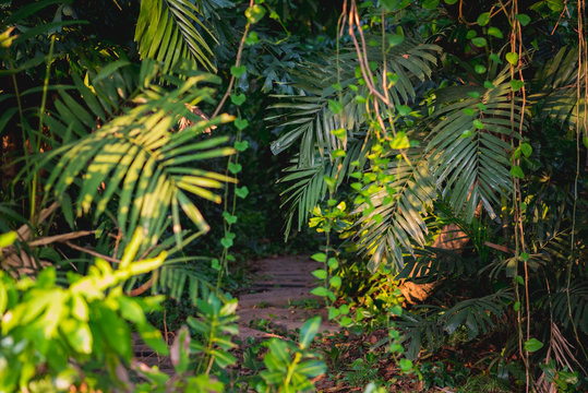 Jungles. Path goes inside of the dark tropical forest with lianas and palm trees around