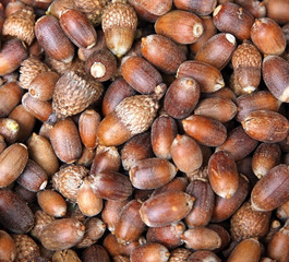 Acorn background.