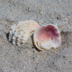 shells on beach