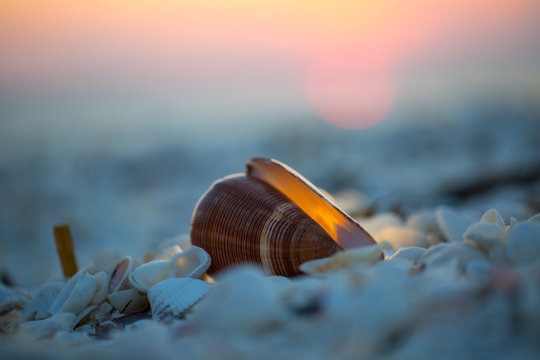 shell at sunset