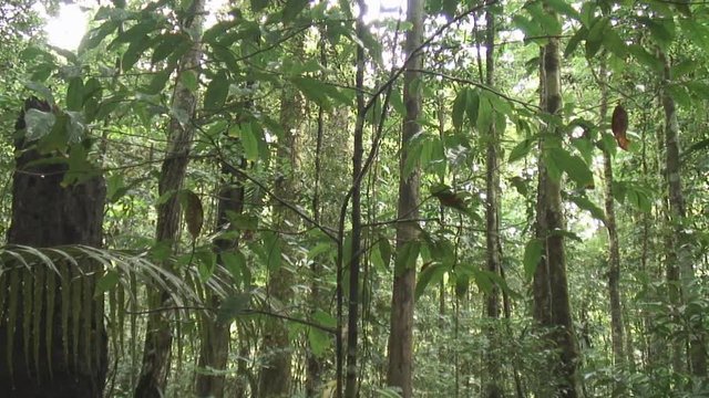 The jungle in Suriname