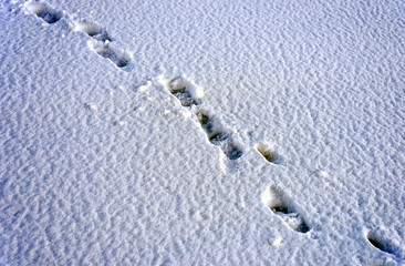 Human footprints in snow