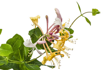 Flowers of honeysuckle, lat. Lonicera caprifolium, isolated on white background