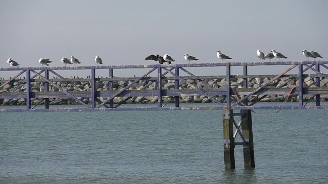 Seagulls perched on railing in harbor, slow motion
