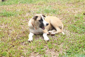 Fototapeta premium thai dog