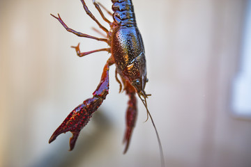 A wet crawdad is being held up for photography