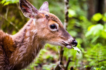 Young deer walking in forest eating leaves in field