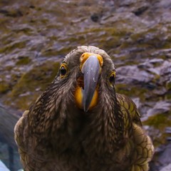 Kėa, perroquet des montagnes