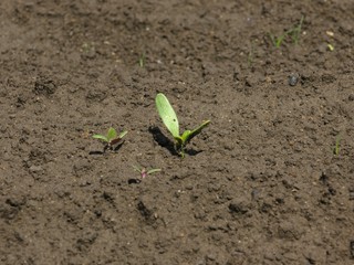 大地から誕生した若い芽