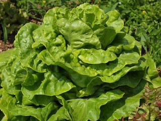 とう立ちを始めたサラダナ