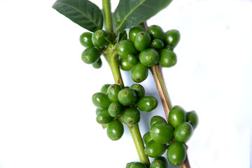 Coffee tree with green coffee beans on the branch  on  white
