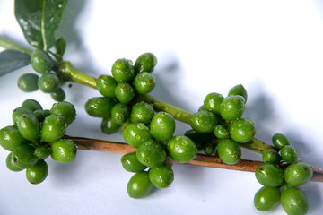 Coffee tree with green coffee beans on the branch  on  white