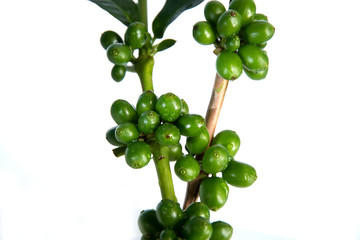Coffee tree with green coffee beans on the branch  on  white