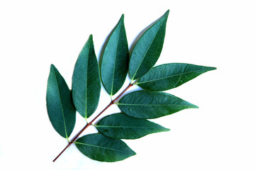 leave  on  white  background