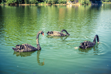 Black swan, birds of Ibirapuera Park, Sao Paulo, Brazil.