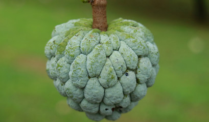 Sugar apple or sweetsop growing on tree in the garden.