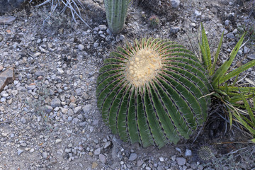 A Big Round Cactus