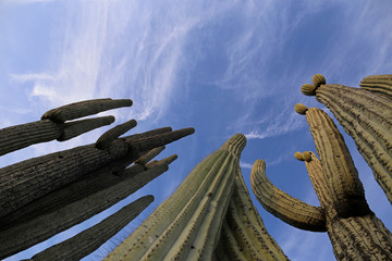 Cactus Forest in Frogview